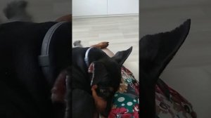 Как выглядят уши у цвергпинчера после купирования?