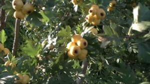 Боярышник Понтийский