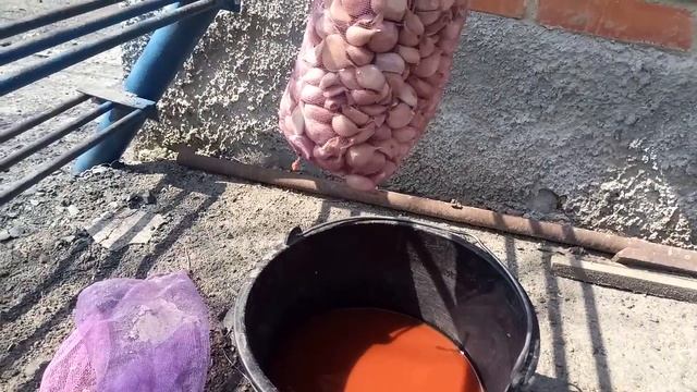 Подготовка к весенней посадке чеснока. Как и чем обрабатываю. смотреть онлайн