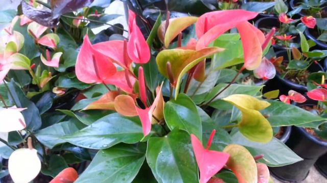 Umandi anthurium. ...Tp 0362265935. ... смотреть онлайн