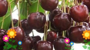 Черешня гибридная Ипуть (Iput). Краткий обзор, описание характеристик, где купить саженцы