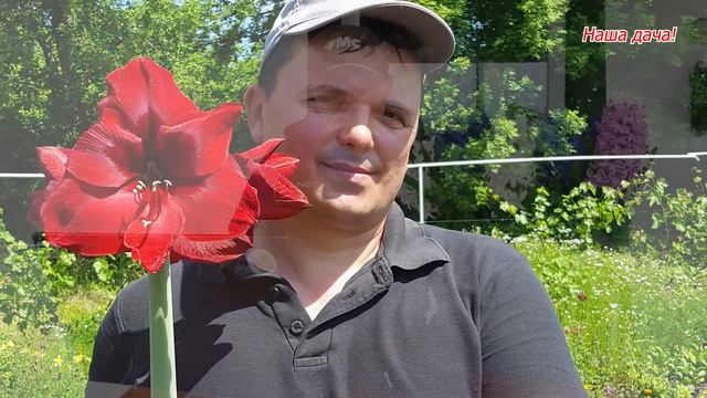 ТОП 5 цибулинних квітів, які треба саджати навесні! смотреть онлайн