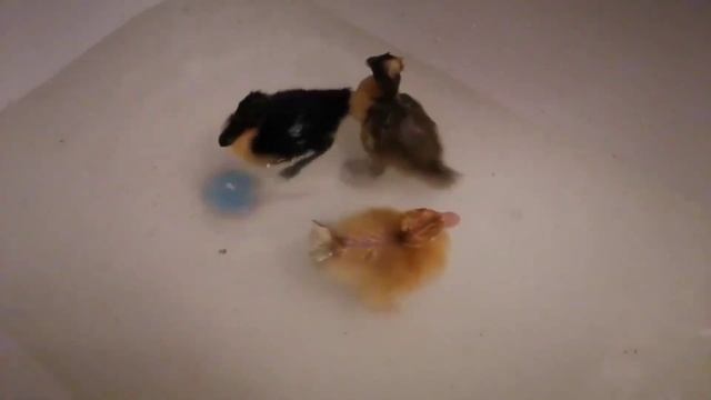 У утенка забился нос, плохо дышит. смотреть онлайн