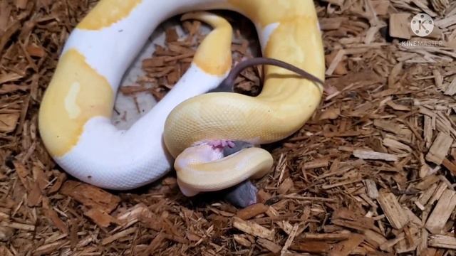 Warning!!! Live Feeding. Ball python Eating a Rat смотреть онлайн