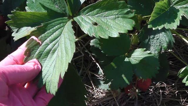 ОТЗЫВ О КЛУБНИКЕ ЛАМБАДА , КЛУБНИКА ЛАМБАДА - ВКУСНАЯ НЕЗНАКОМКА смотреть онлайн