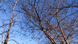 Сойка пересмешница: (копирует голоса, мяукает..(-: