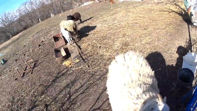 Как содержать овец на даче! смотреть онлайн