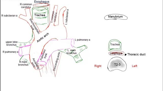 Relations at the superior mediastinum, simplified sketches смотреть онлайн