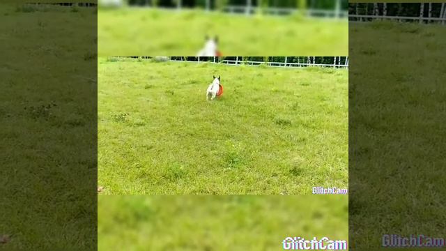 DOG фризби, Джек рассел смотреть онлайн