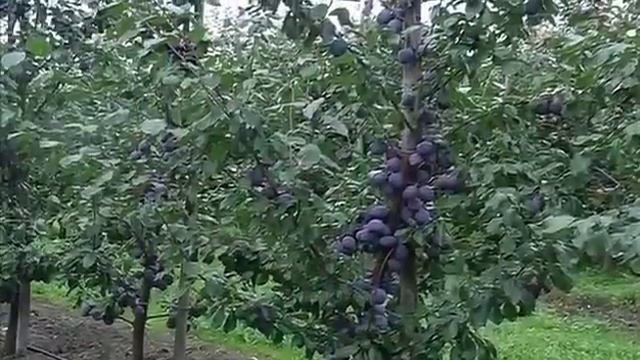 Поздравление от деда мороза смотреть онлайн