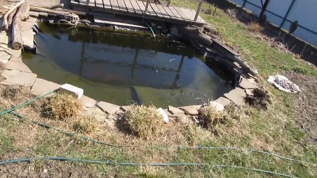 Пруд в апреле. Пугливые рыбки Карпы Кои и караси. смотреть онлайн