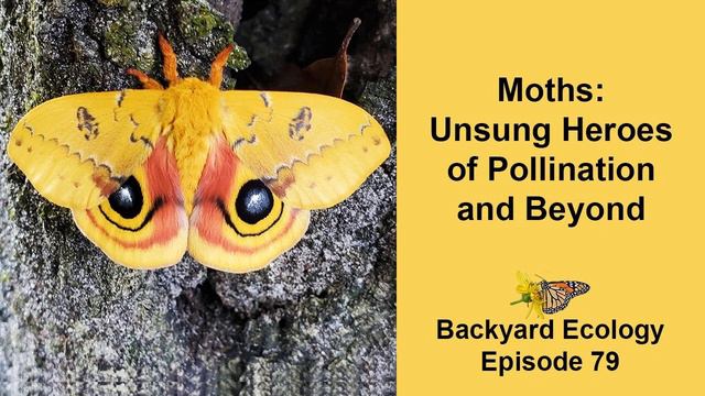 Moths: Unsung Heroes of Pollination and Beyond смотреть онлайн