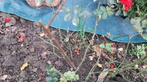 Роза Хеллоу (Hello ) в ноябре