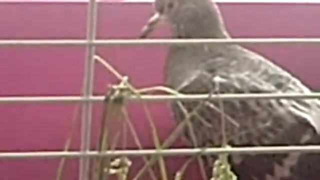 Спасенный голубь из шахты смотреть онлайн