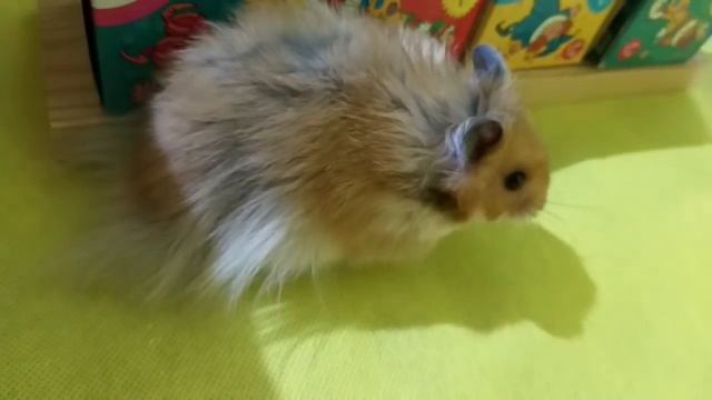 Челлендж ПОЛОСА ПРЕПЯТСТВИЙ для ХОМЯКОВ Лиза и Червяк ШОУ LizaTube смотреть онлайн