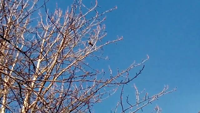 Карельские птицы заливаются.Karelian birds are singing. смотреть онлайн