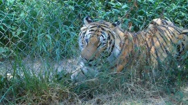 Carolina Tiger Rescue Volunteer Day July 8, 2010 смотреть онлайн
