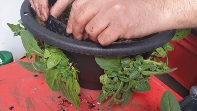 Trailing Petunias For Hanging Basket