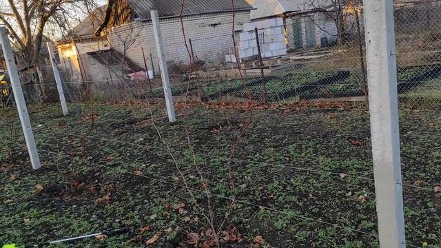 Осенняя обработка винограда смотреть онлайн