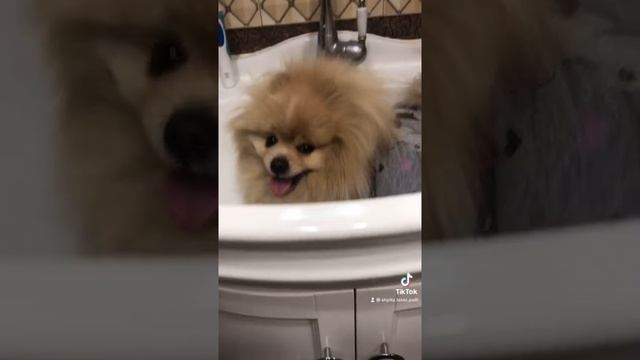 Жара ? +35 и шпиц после прогулки::: смотреть онлайн