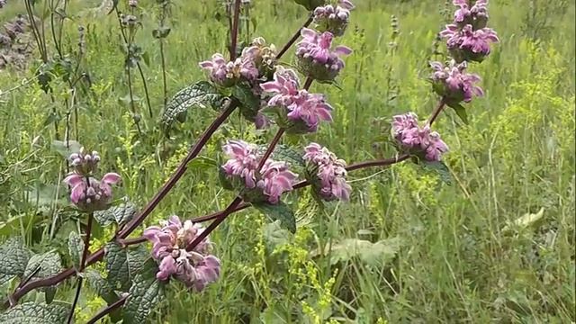 НЕМНОГО БОТАНИКИ: Зопник клубненосный смотреть онлайн
