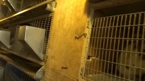 Кролик порода шиншилла// советская шиншилла розведение.