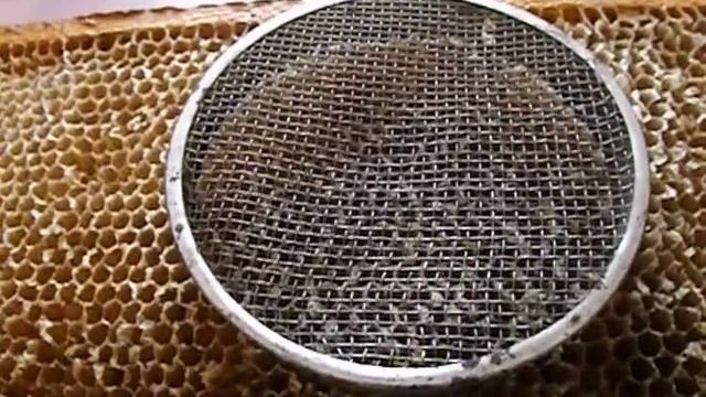 ошибки пчеловода - подсадка маток - часть 2 - сетчатый колпачок смотреть онлайн