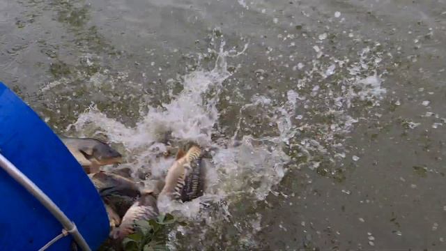 02.09 Рк Фишка Данилово, зарыбление карпом, платная рыбалка платник, карповпя ловля смотреть онлайн