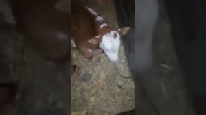 Доильный Аппарат «Доярушка». Использую первый раз.