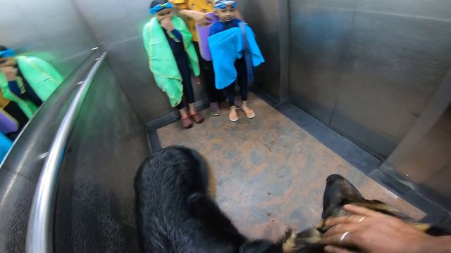 When two kids join the same lift with a German Shepherd смотреть онлайн