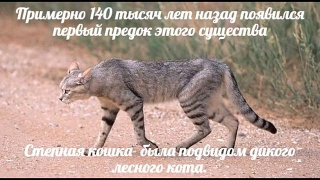 происхождение кошек смотреть онлайн