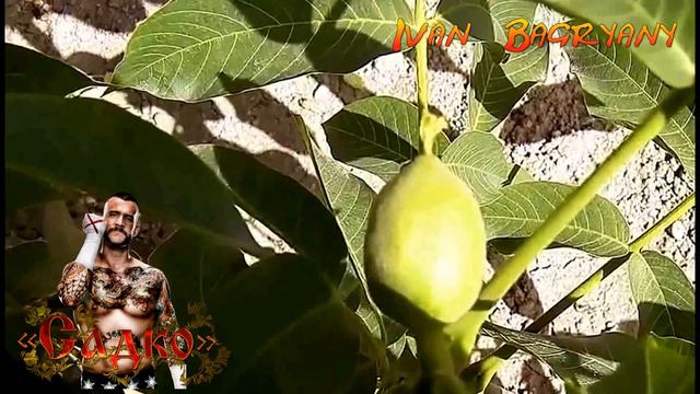 Орех Иван Багряный плодоносит на первый год. Walnuts Broker