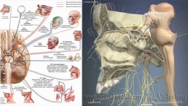 Черепно мозговые нервы | 3D Анатомия человека | Внутренние органы