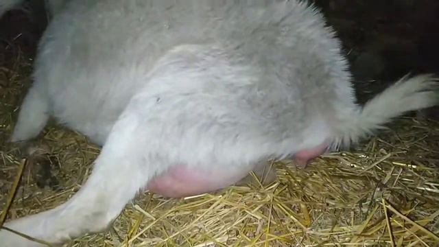 Окот козы. Первый окот 2020 на нашем дворе смотреть онлайн