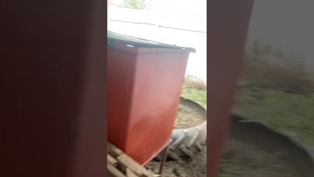 Чем кормить поросят мы кормим хрюшек травой телорез с озера как избавится от мударезника на водоёме