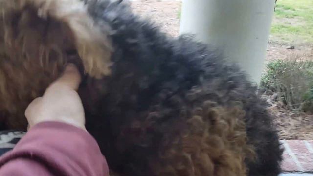 Airedale Terrier Puppies for Sale - S & S Family Airedales - On the Front Porch - Part 1 смотреть онлайн