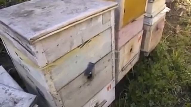 срывание роевых маточников чтобы пчелы не роились - что будет дальше с семьей пчел смотреть онлайн