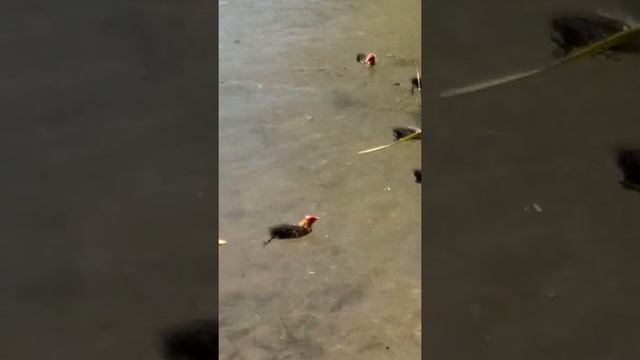 Лысуха. Птицы России. смотреть онлайн