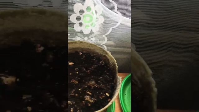 Пробую вырастить канны из семян. смотреть онлайн