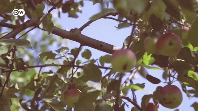 Bee extinction: Why we're saving the wrong bees смотреть онлайн