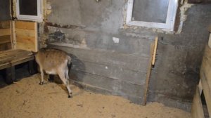 Сарай для коз ( зимний)