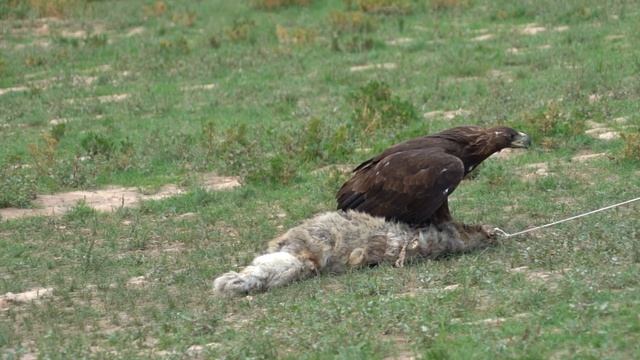 Flight of the eagle in slow motion. Полет орла в замедленной сьемке. Sony a7iii, 120 frames/sec смотреть онлайн