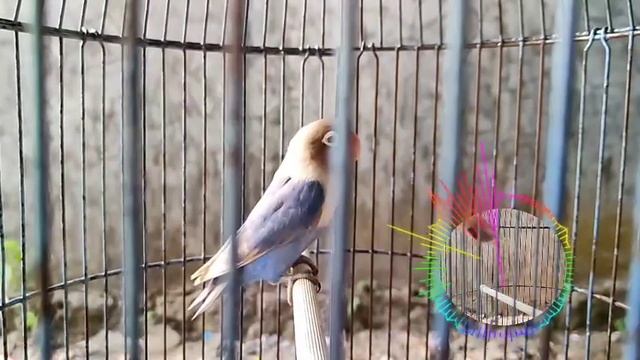 Love birds' Romantic Chirps, The Hidden Language of Love смотреть онлайн