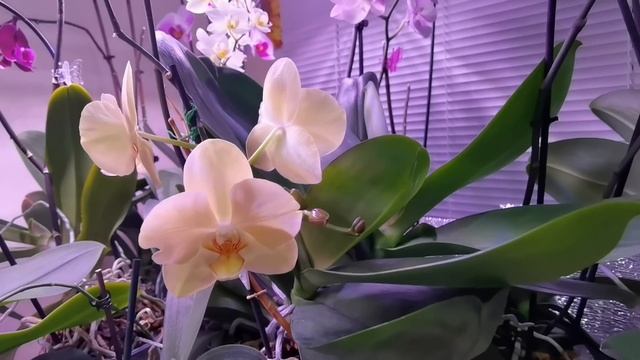 Когда-то пропавшие орхидеи / Балкон кухни с БОЛЬШИМИ орхидеями / Цикламен.