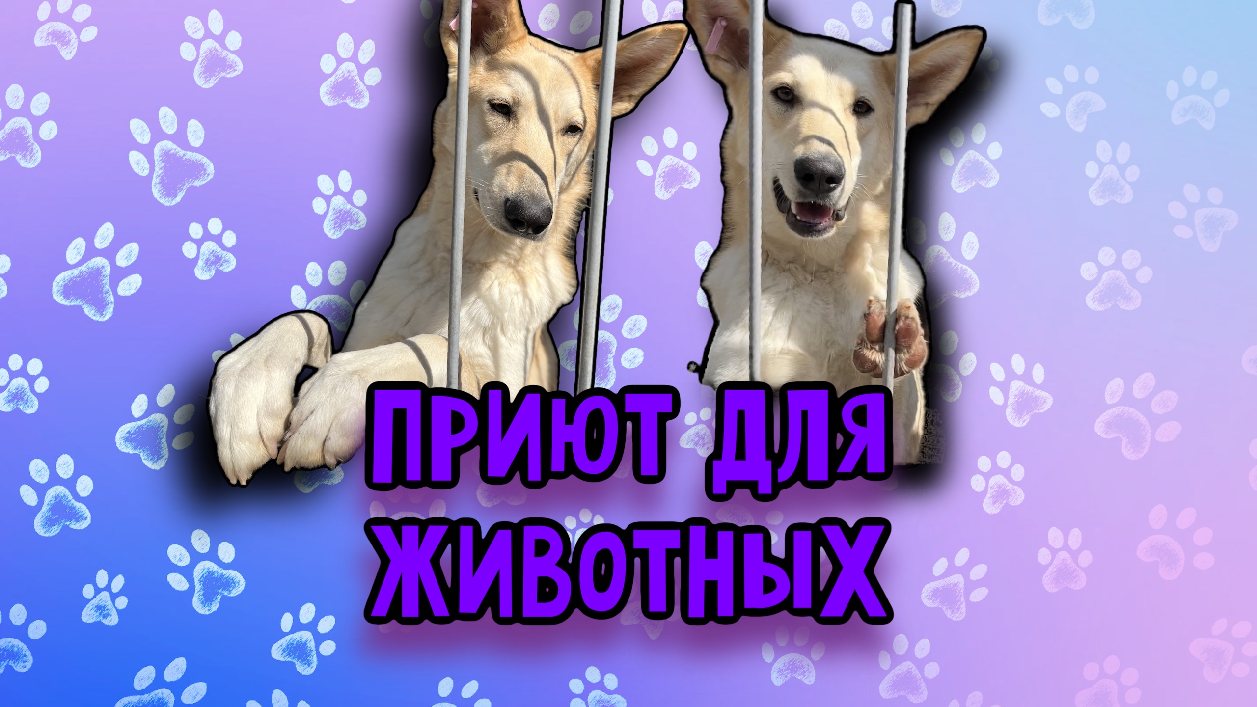 Приют для бездомных животных | Я стала волонтёром смотреть онлайн