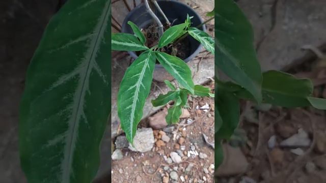 Syngonium (Arrowhead plant) # care# info# indoor plant# смотреть онлайн