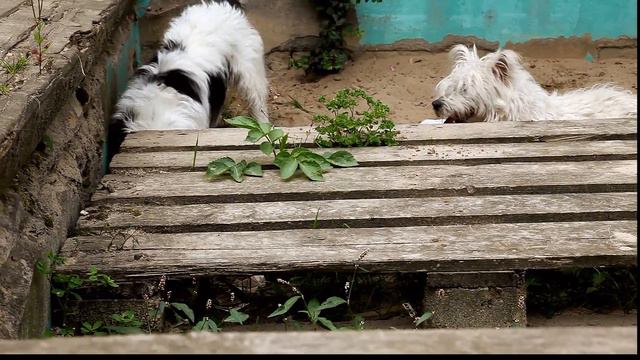 Tobi und Lapo beim Spielen...Canon 5D Mark II смотреть онлайн