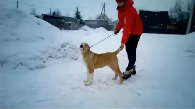 Виксам Напор, 4 месяца смотреть онлайн