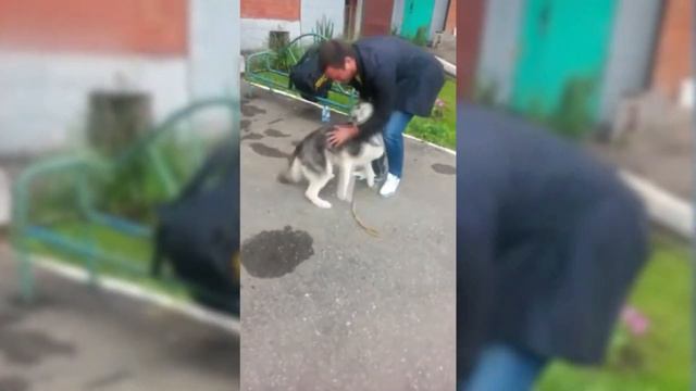 Собаки Видят Хозяев Спустя Долгое Время # 2 / ДО СЛЕЗ
