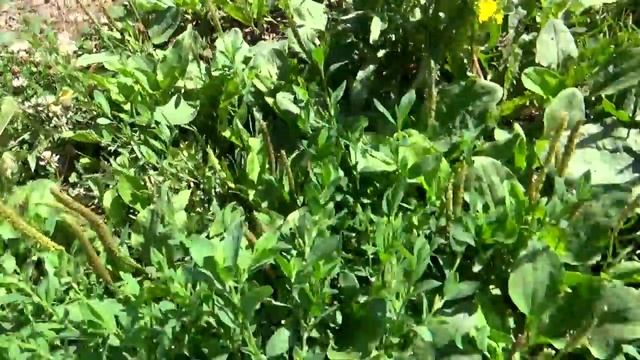 Как избавиться от муравьев на всегда. смотреть онлайн